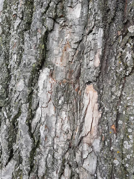 古い木の質感を閉じます 天然木の背景 — ストック写真