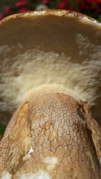Raw Porcini Mushroom Close Mushroom Texture — Stock Photo, Image
