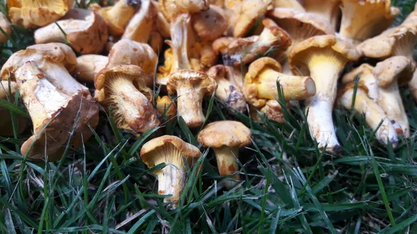 Gros Plan Champignon Chanterelle Orange Jaune Comestible Avec Chapeau Couché — Photo