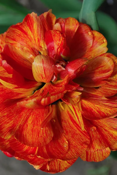 Цвіте Червоний Помаранчевий Тюльпан Весняному Саду — стокове фото