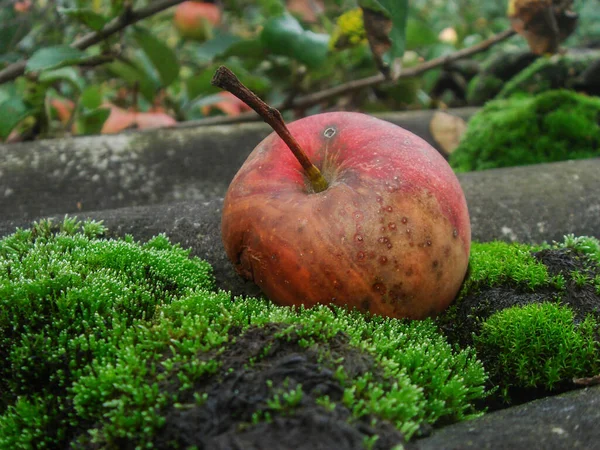 Zgniłe Jabłko Leży Dachu Zielonym Mchem Ogrodzie — Zdjęcie stockowe