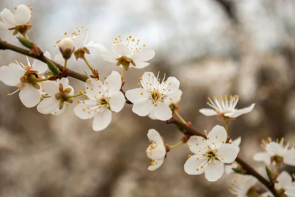 Closeup Macro Wallpaper White Blooming Cherry Plum Blossom Flowers Cherry — Stock fotografie