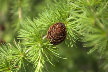 Ormandaki karaçam ağacı. Yaz doğal arka plan