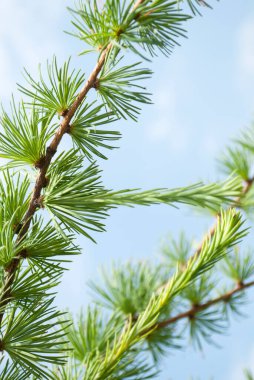 Mavi gökyüzünün arka planında karaçam dalları var. Yaz doğal arka plan