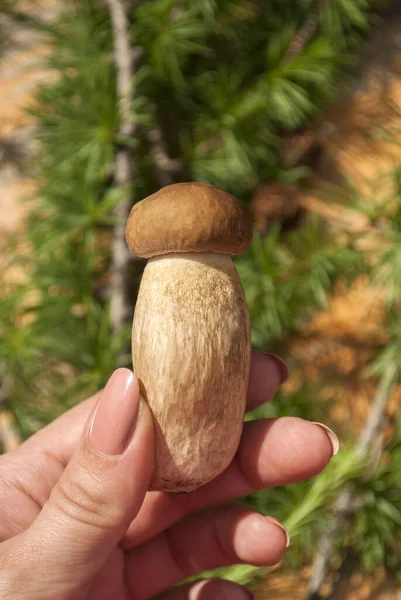 Porcini Svamp Kvinnlig Hand Med Beige Naglar Grön Skog Bakgrund — Stockfoto