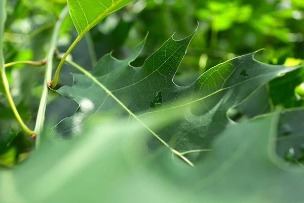 Foglie Quercia Rossa Dopo Pioggia Nella Foresta Pianta Foglia Verde — Foto Stock