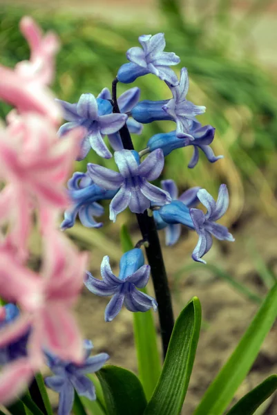 Синие Гиацинтовые Цветы Цветущие Весной Саду Размытым Гиацинтом Фоне — стоковое фото