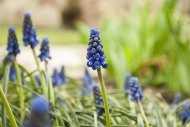 Mavi çiçeklere yakın çekim. Bahçede mavi muscari ile çayır