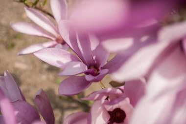 Baharda bahçede çiçek açan pembe manolya ağacı kapanıyor. Doğal çiçek arkaplanı