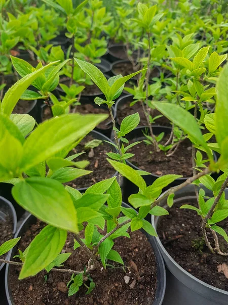 Young Seedlings Pots Greenhouse Sale Flowers Plants Flower Pots Store — Photo