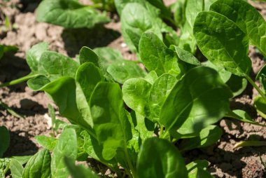 Bahçede yeşil ıspanak yetişiyor. Yeşil yaşam ve çevre dostu ürünler. Doğa arkaplanı