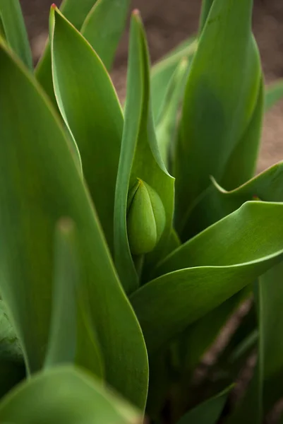 Tulip Bud Bloom Garden Green Natural Background Top View — Stockfoto