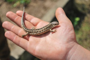 Erkeklerin elindeki kertenkele (Lacerta agilis). Küçük bir amfibi gösteren bir biyolog.