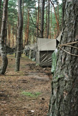 A tent town in a pine forest