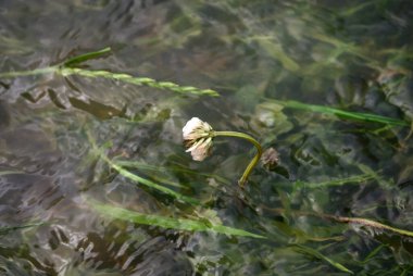 Clover grows about currents in the water