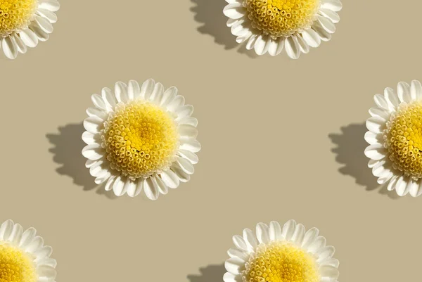 Pattern Chamomile Flower Beige Background Minimal Summer Concept Banner Design — Stockfoto