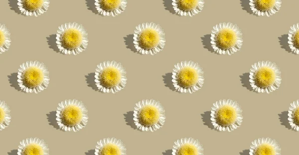 Pattern Chamomile Flower Beige Background Minimal Summer Concept Banner Design — Fotografia de Stock