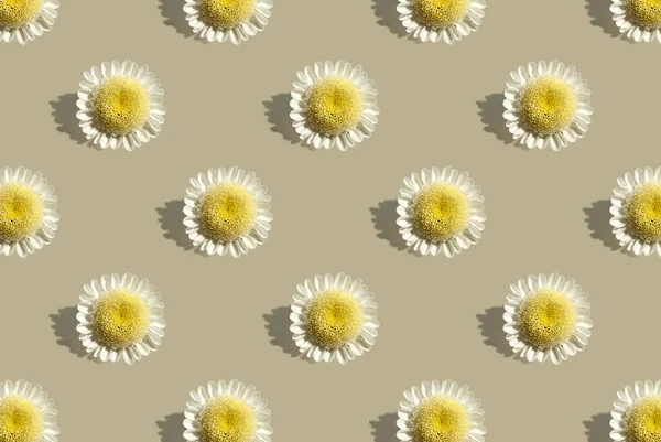Pattern Chamomile Flower Beige Background Minimal Summer Concept Banner Retro — Stok fotoğraf