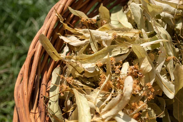 Dried Linden Flowers Leaves Basket Background Green Grass Garden Close — Stockfoto