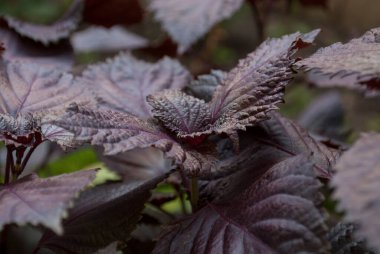Purple basil grow in the garden