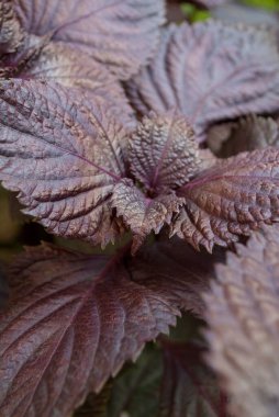Purple basil grow in the garden