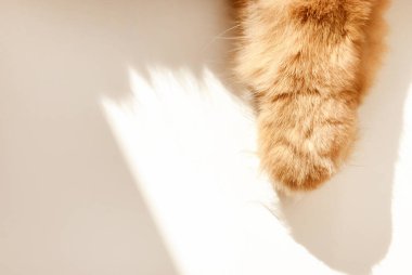 Paw of a red cat close-up in pastel background with falling shadows in daylight. Domestic pets. Hygiene and care of animals. Copy space. Space for text