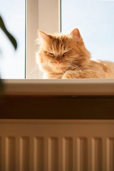 Red Cat Lying Window Sill Daylight White Heater Orange Furry — стокове фото
