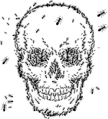 skull sketch design with ant  isolate on white clipart
