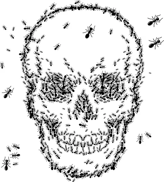 Lebka nákres provedení s ant izolovat na bílém pozadí — Stockový vektor