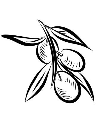 Sketch olive tree branches. illustration 