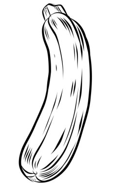 zucchini Sketch Vegetables Outline Vector illustration