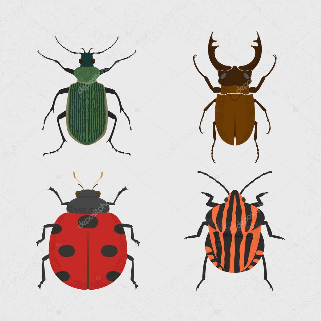 Green beetle, Stag beetle - the largest beetle, Lady Bug, shield bug insects set