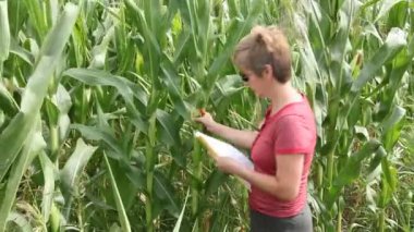 Tarım uzmanı ve Mısır