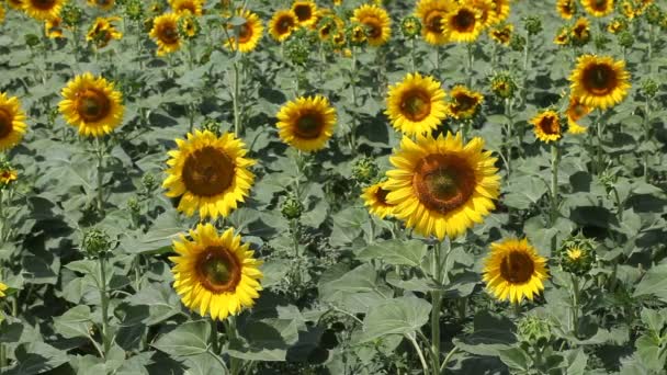 Agricultura — Vídeo de Stock