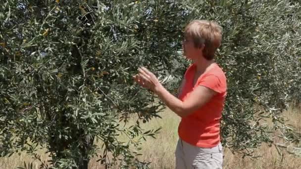 Plantación de aceitunas — Vídeos de Stock