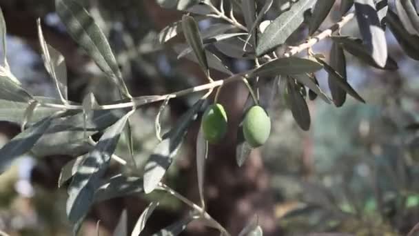 Plantación de aceitunas — Vídeo de stock