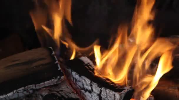 Feuer und Baumstämme — Stockvideo