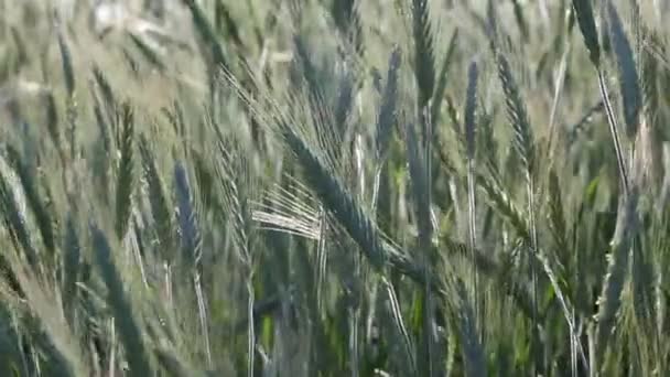 Landwirtschaft — Stockvideo