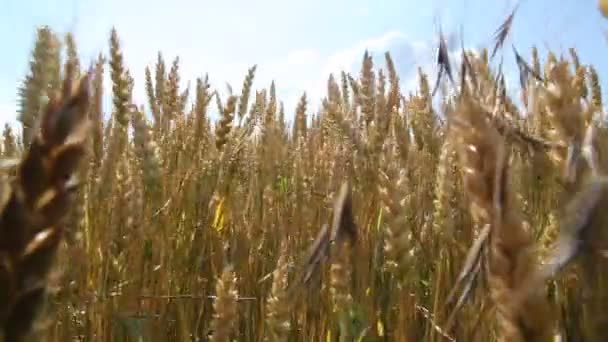 Agricultura — Vídeo de Stock