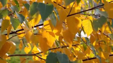 sonbahar yaprakları