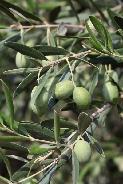 Olive branch — Stock Photo, Image