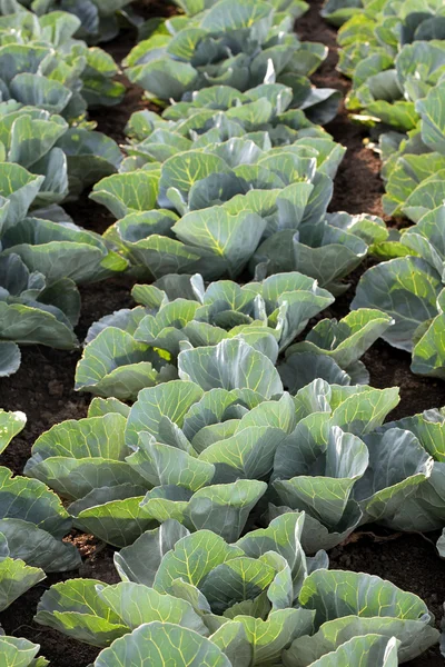 Agriculture — Stock Photo, Image