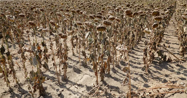 Klimawandel — Stockfoto