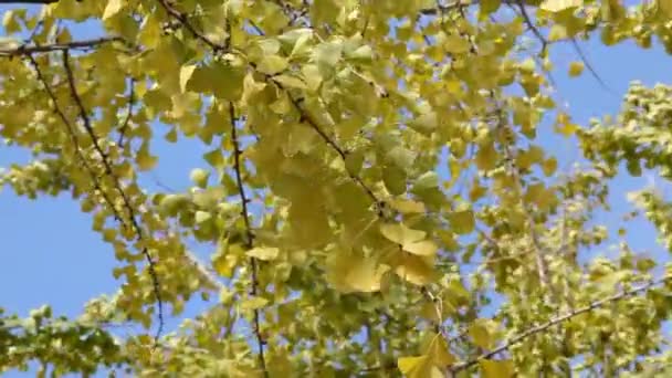 Ginkgo biloba — Video