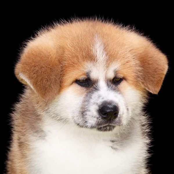 Perro mascota —  Fotos de Stock