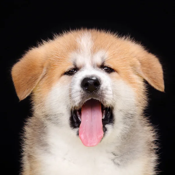 Akita pet — Stockfoto