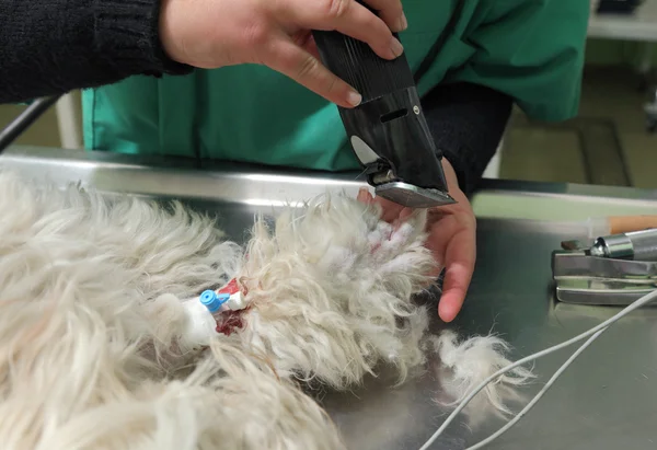 Veterinary — Stock Photo, Image