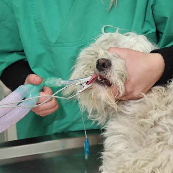 Veterinary — Stock Photo, Image