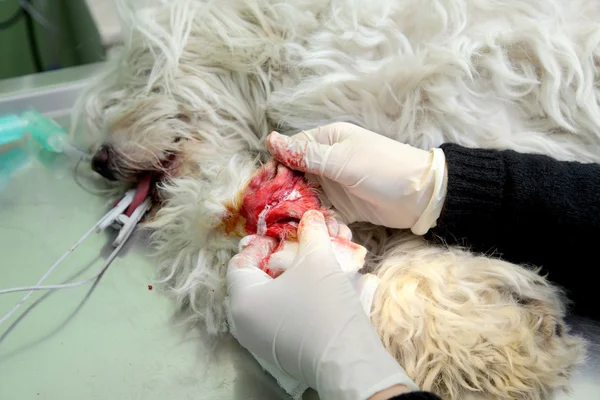 Veterinary — Stock Photo, Image