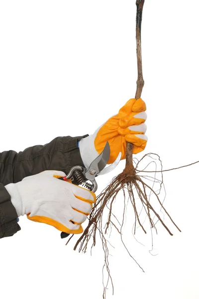 Pruning — Stock Photo, Image